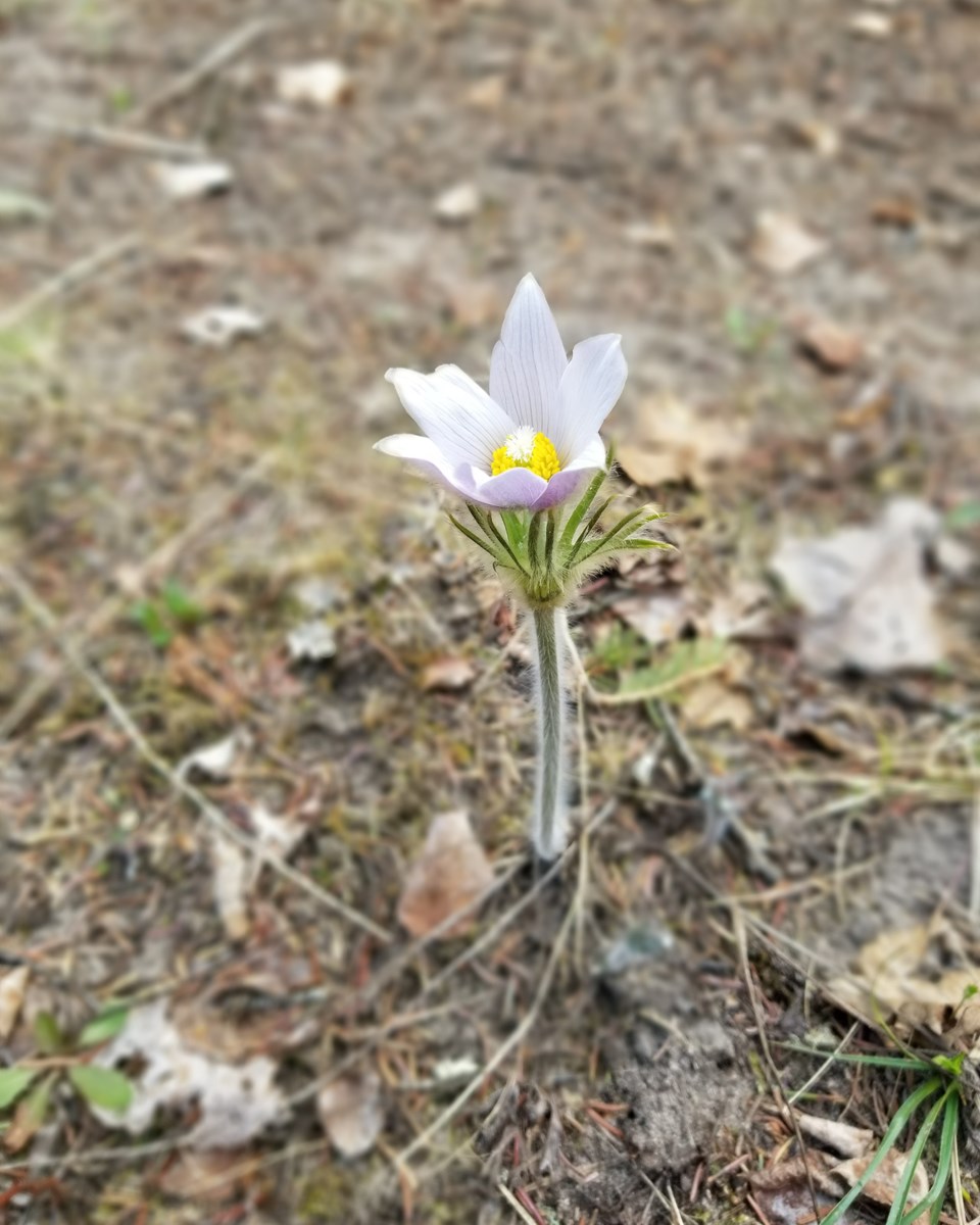 Crocus bloom Daniel Schiff web
