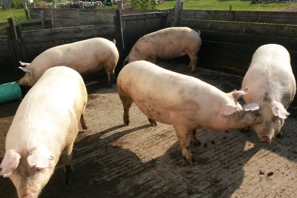 cropped-Domestic pigs