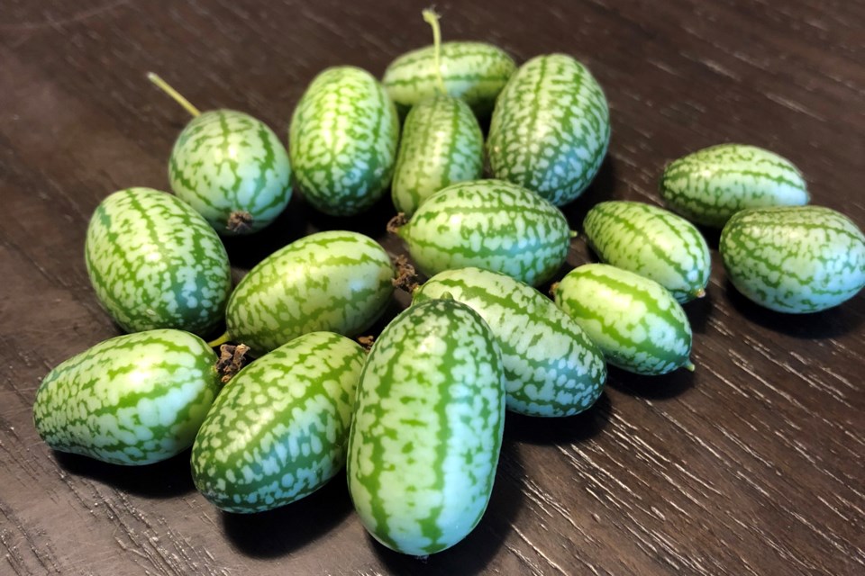 Cucamelons_PI