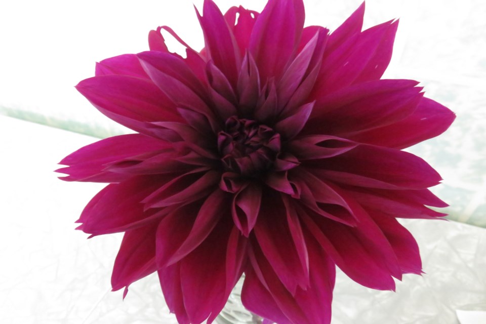 Dahlia the size of a dinner plate cathy berezowski