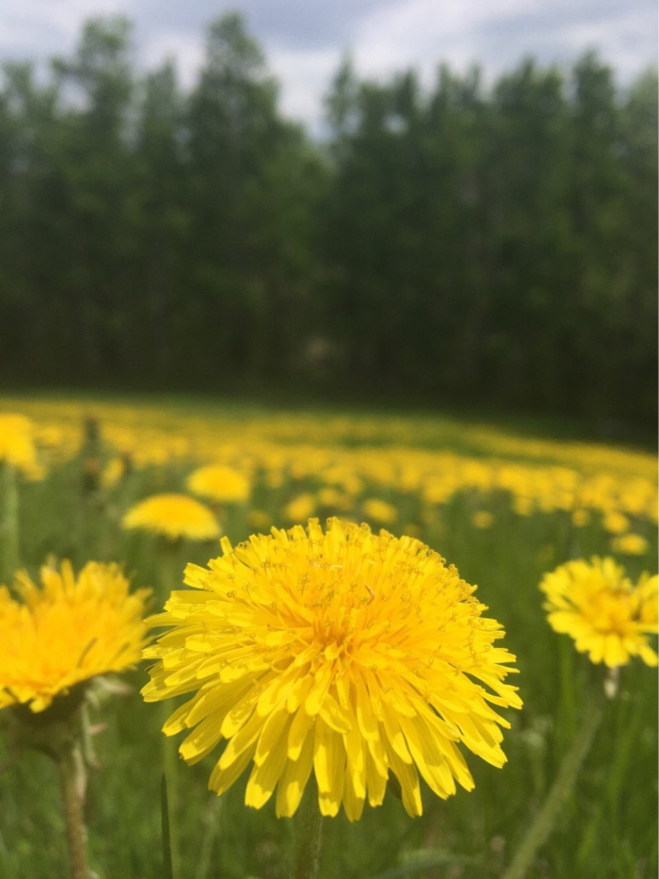 Dandelion close-up web Erin Bruns