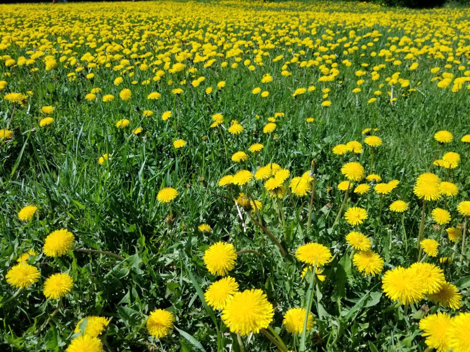 Dandelions galore Daniel Schiff web