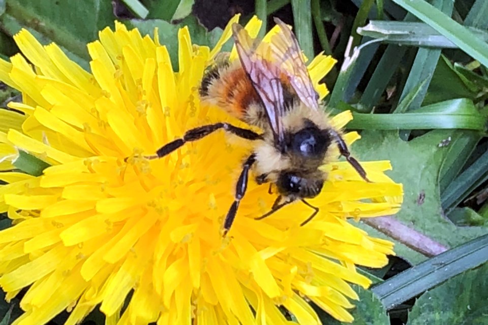 Dandilion Bee_PI