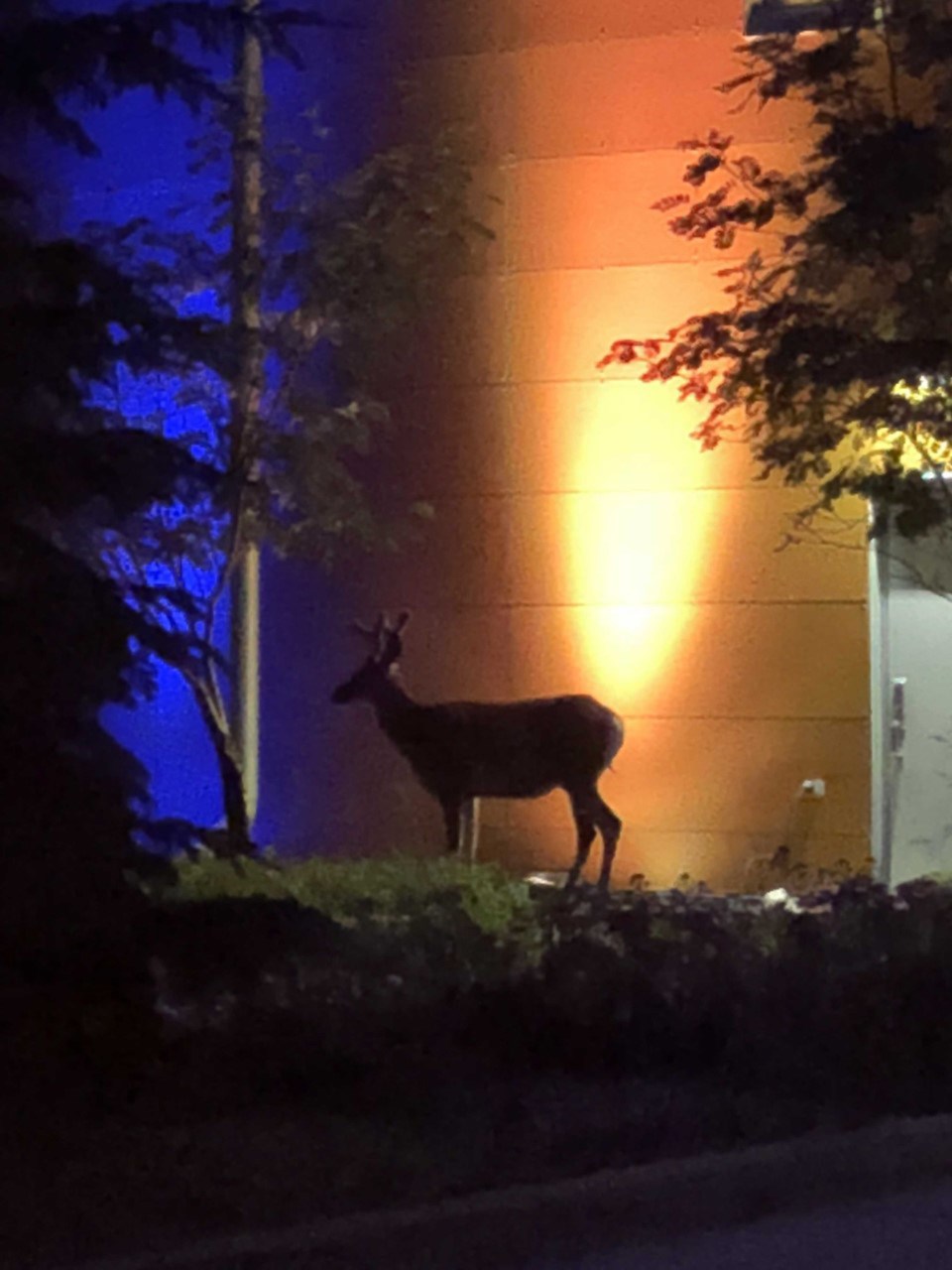 Deer at AU web pam ilomin
