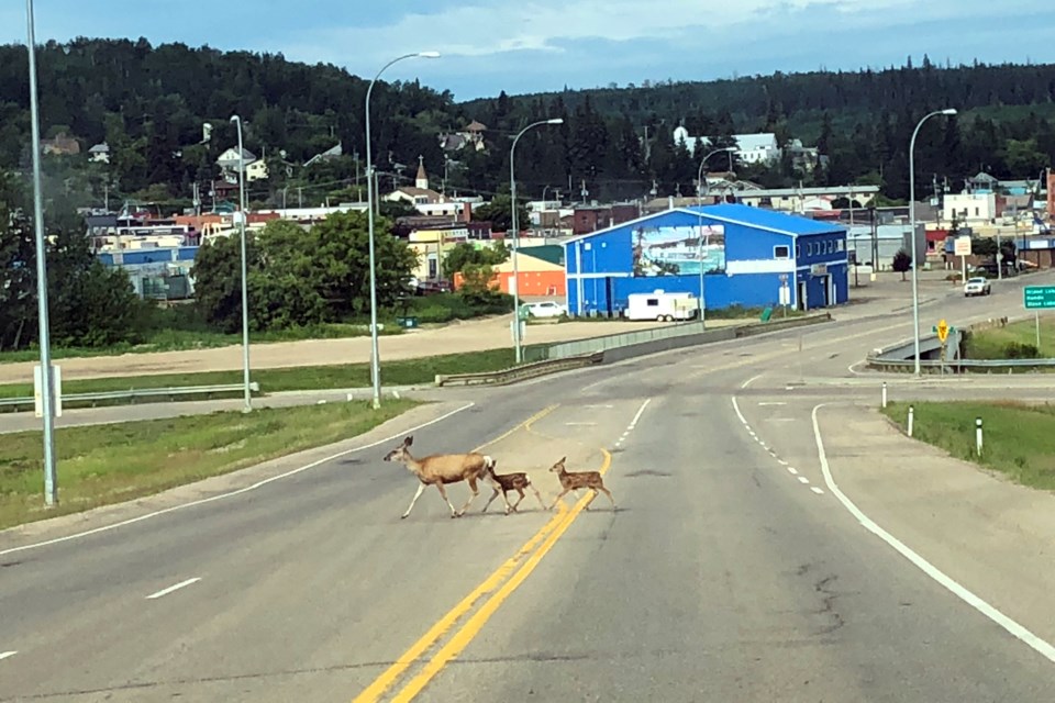 Deer crossing road_PI