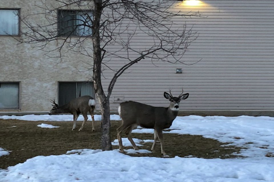 Deer outside Heathers_Pamthestalker_PI_01