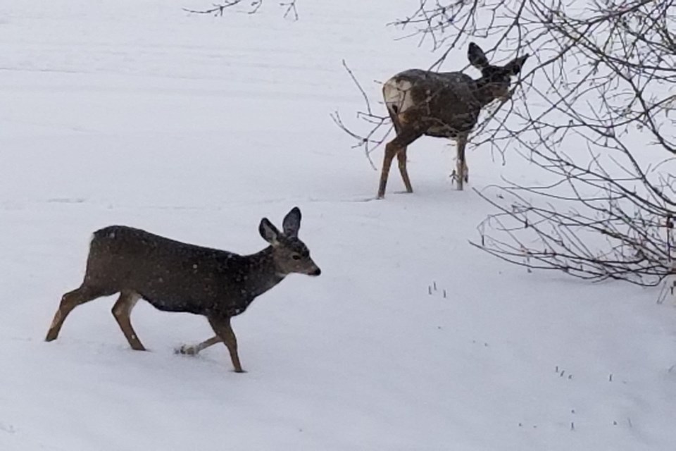 Deer winter Daniel Schiff