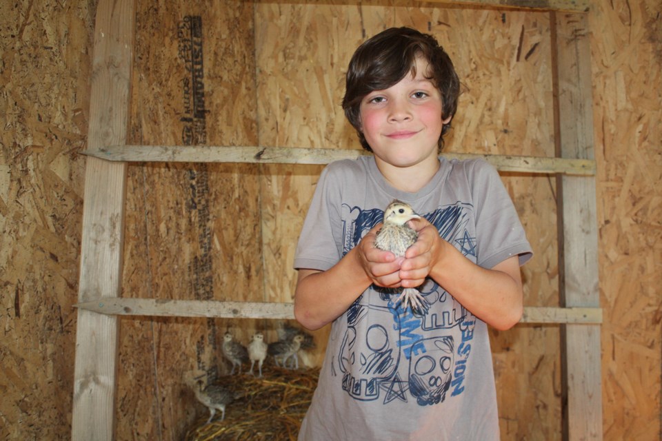 Denver Nolan holds one of the pheasant chicks he helps his father Desmond Nolan raise. Desmond got into raising them a few years ago to help train hunting dogs, a hobby of his. Most get released into the wild and some are kept back for the training. The Nolans incubate the eggs before moving the chicks to a friend’s farm just south of Athabasca. Once they are bigger and have started developing the colourful plumage pheasants are known for, they are moved to a farm near Rochester before being set free. 

Heather Stocking/T&C