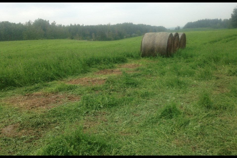 This photo submitted by Stan Dezaeyer shows where his hay bales were taken from a field off Highway 651 about 10 miles (16 kilometres) south of Barrhead.