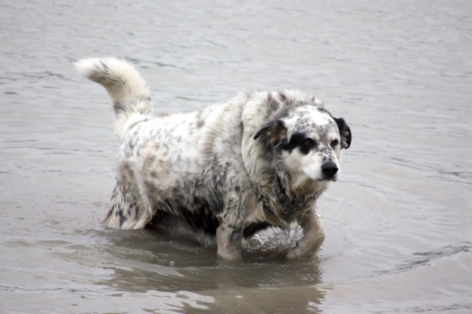 Dog gets wet, you won't believe what happens next ...