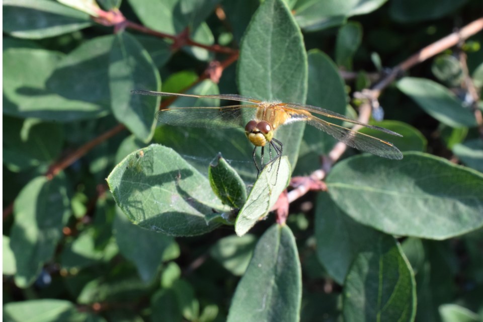 dragon Fly-Barry Kerton