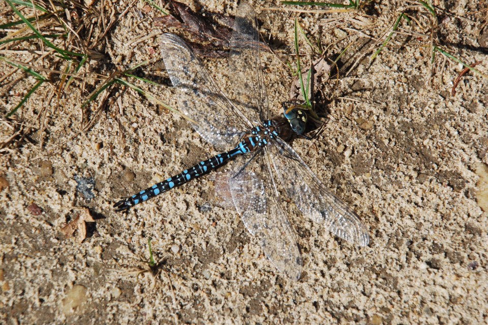 Dragonfly resting on the warm summer sand at Long Island Lake east of Jarvie Les Dunford