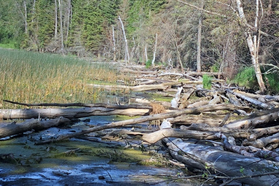 Driftwood Jenkins Lake_PI_04