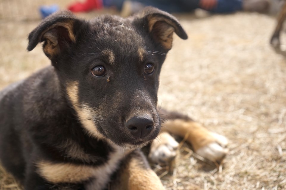 Dogs of all ages and breeds were available for playtime and adoption                               