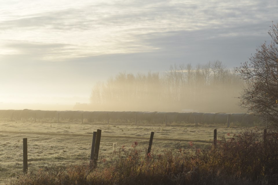 Morning fog on a farm on Range Road 32 just off the old Manola Highway.