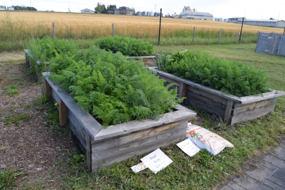 Every year the Community Garden contributes roughly 600 pounds of carrots and potatoes each to the Barrhead Food Bank, not including the produce garden members donate. Pictured here are four of the garden's raised beds that have been dedicated to the food bank.