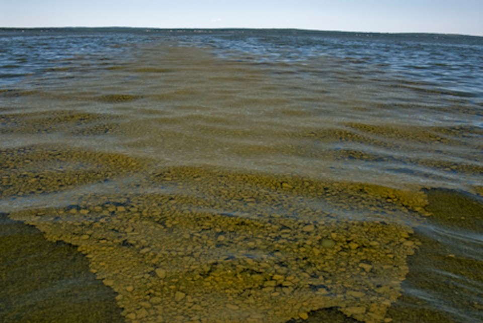 blue-green-algae