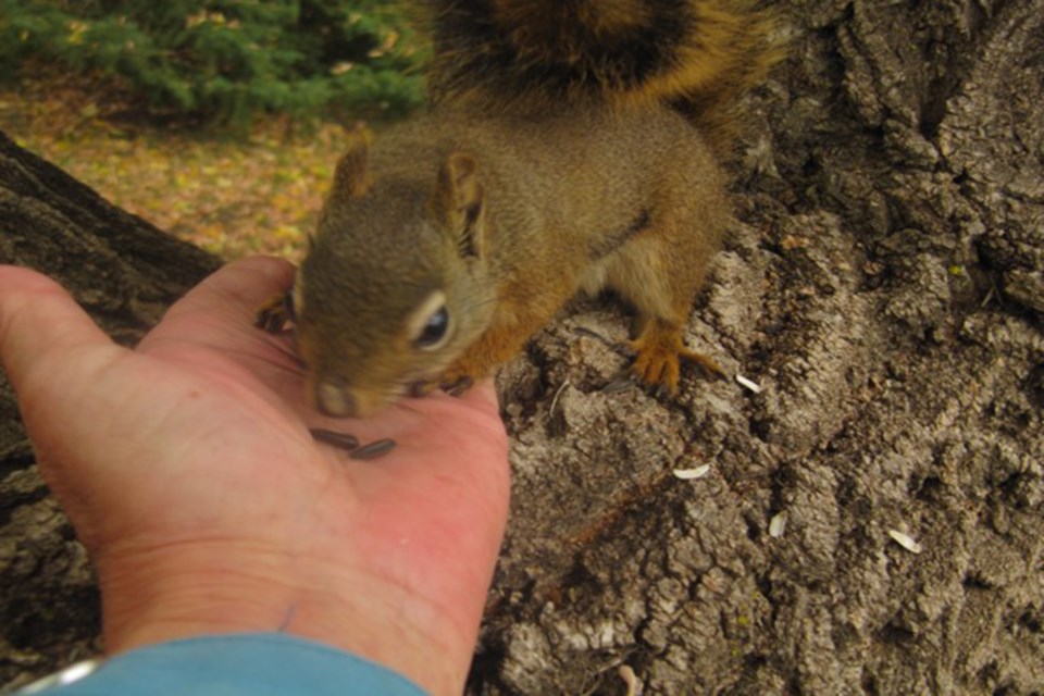 Enjoying some sunflower seeds Arlene Berezowski