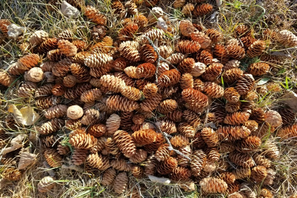 Evergreen cones - Daniel Schiff