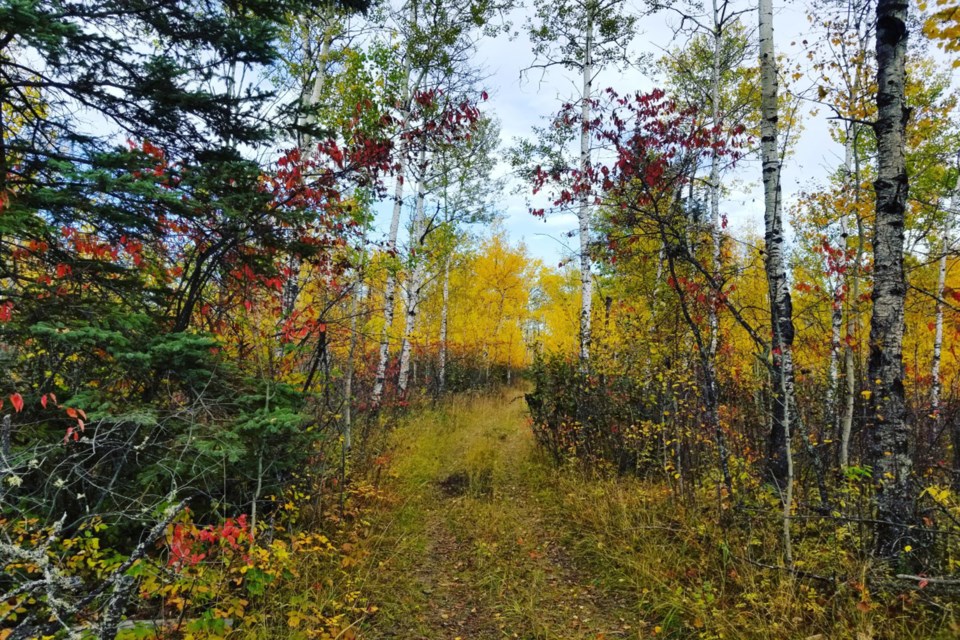 Fall foliage - Daniel Schiff