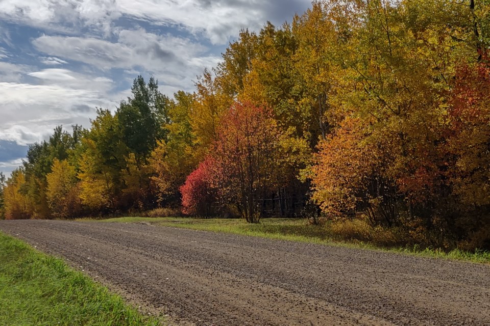 Fall trees