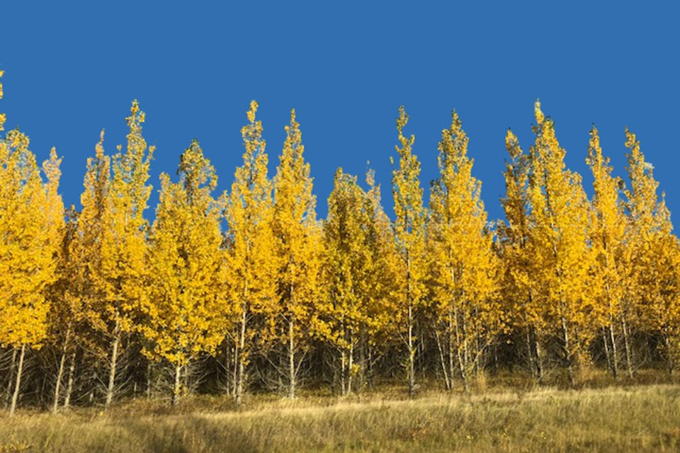Fall Trees_PI