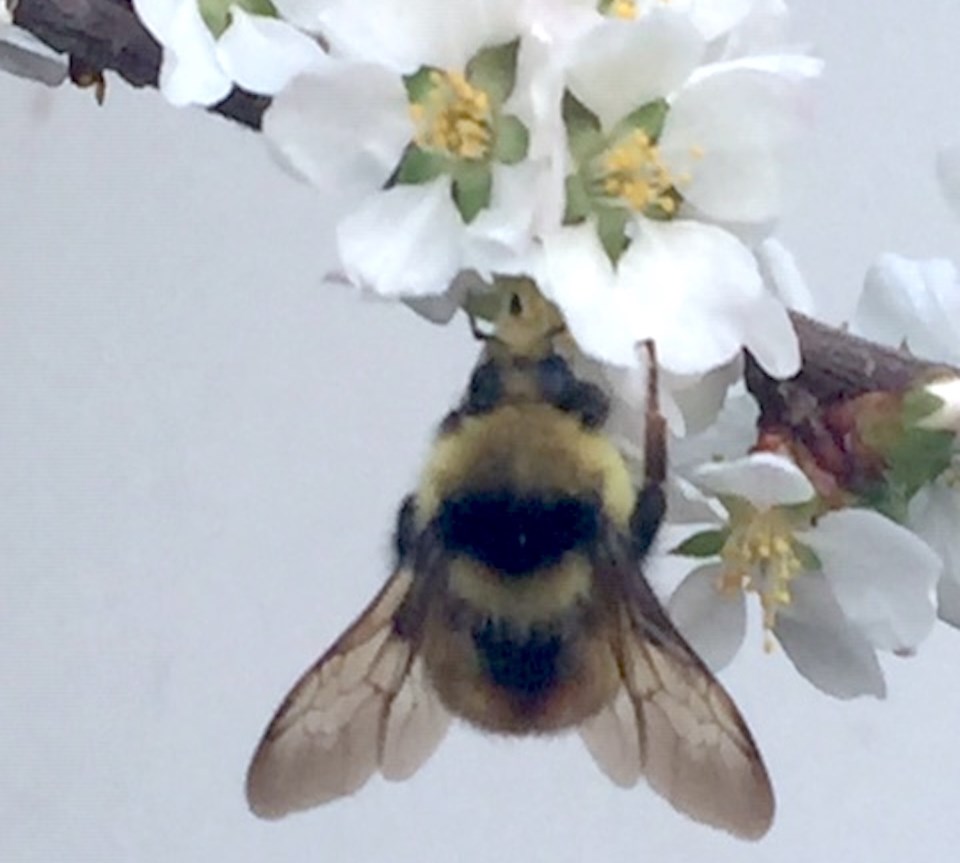 First bumblebee Frances Palmer