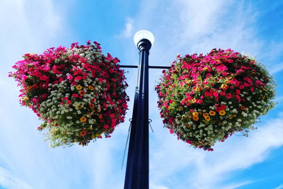 Flower baskets - Daniel Schiff