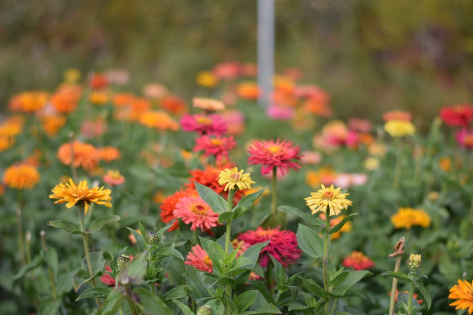 flowers-community-garden-copy