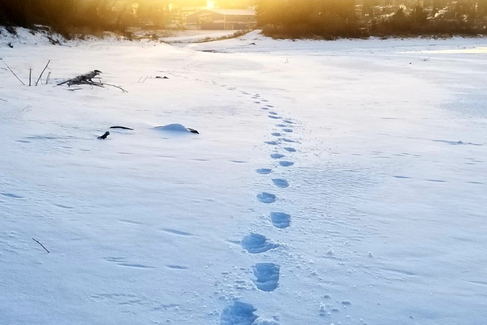 Footprints to somewhere Daniel Schiff