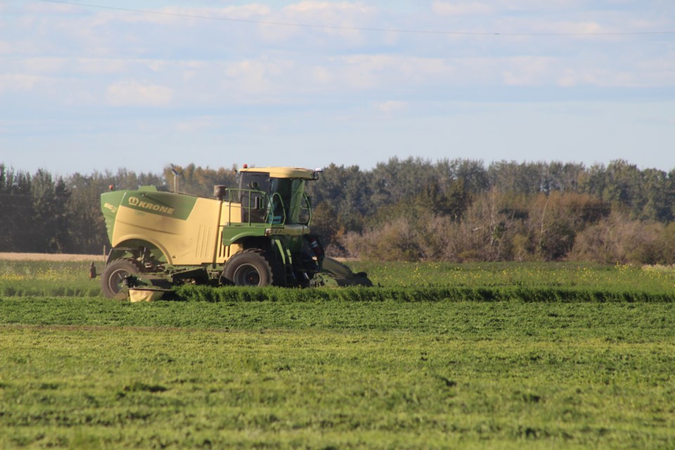 Forage Harvester works field in Westlock County