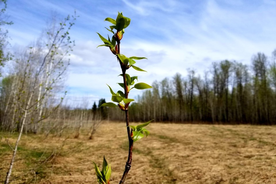 Fresh buds Daniel Schiff