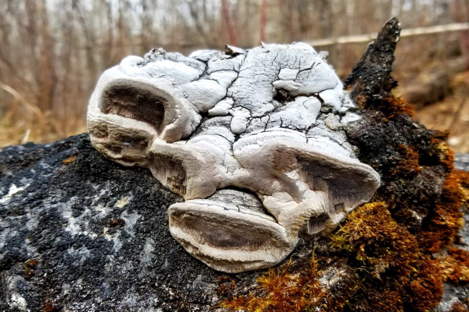 Fungi on a fallen log Daniel Schiff