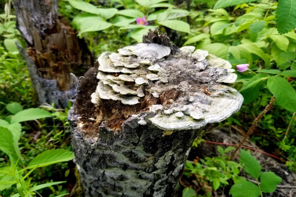 Fungus on a tree trunk