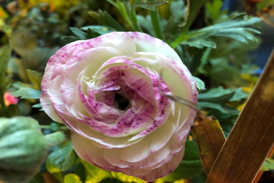Garden rose PI