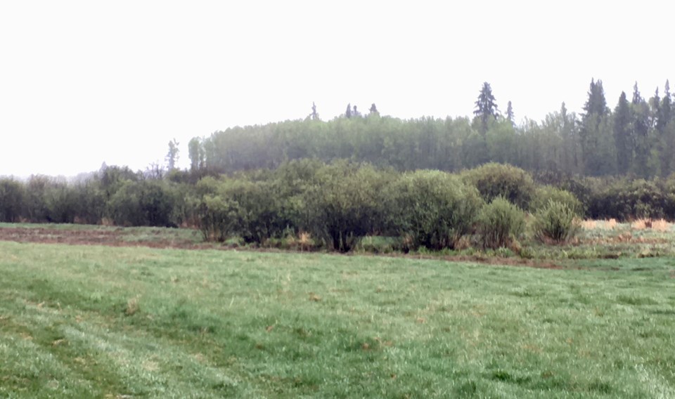 Getting green again County of Barrhead Douglas Drozd web