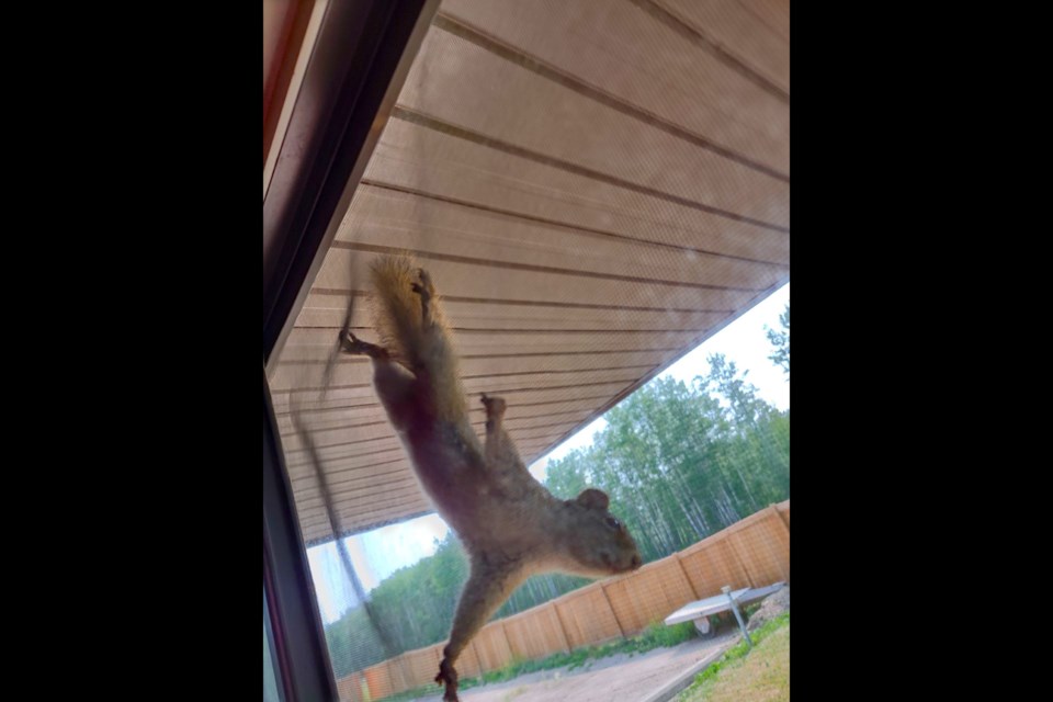 Getting squirrely