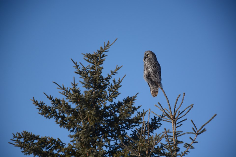 A Great Grey Owl seen to the east and a bit north from Vimy. The Great Grey is the largest of all North American owls in size, but not in weight. 