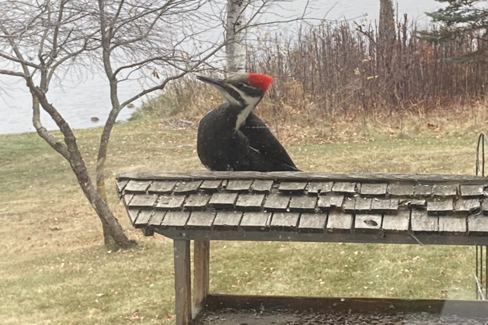 Giant woodpecker - Harold Saumer