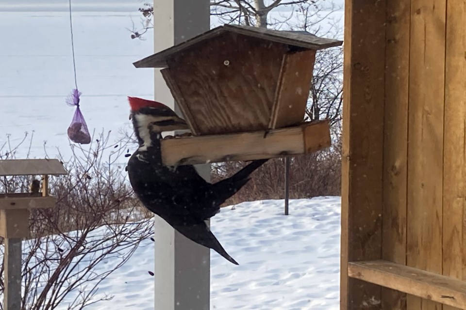 Gonna need a bigger feeder H Saumer