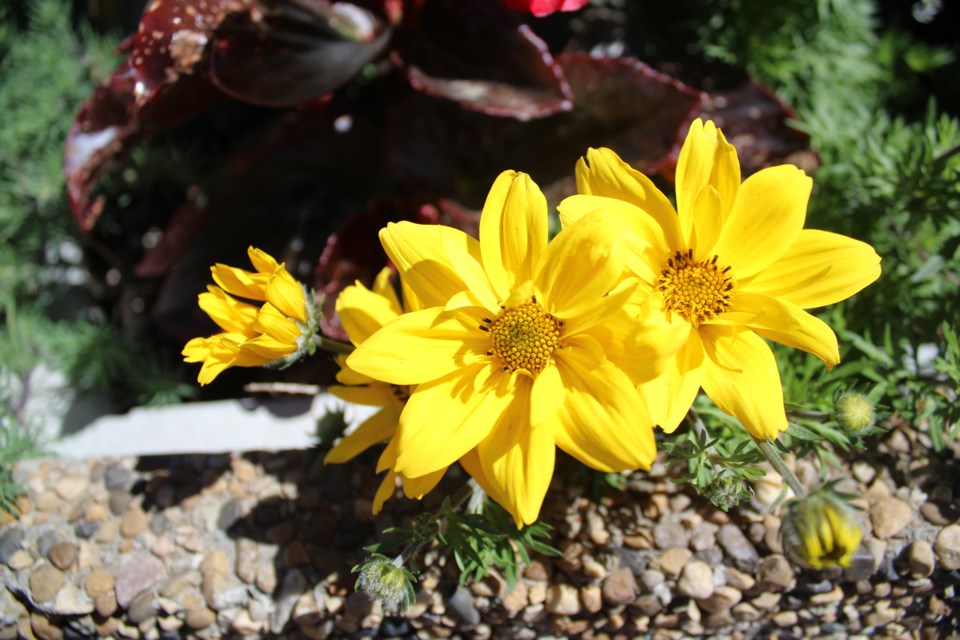 Good morning flower_HS_03