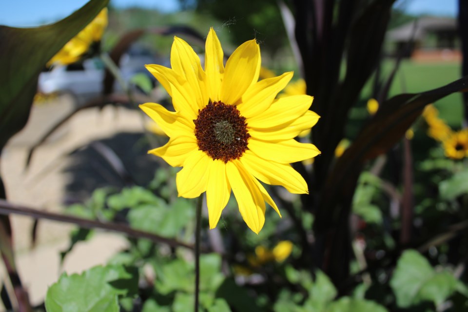 Good morning sunflower 