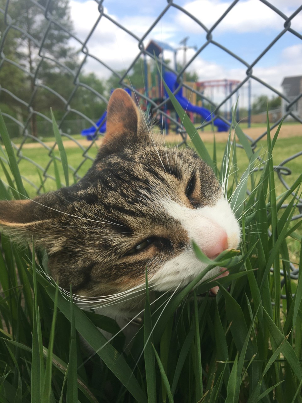 Grass cat web Erin Bruns