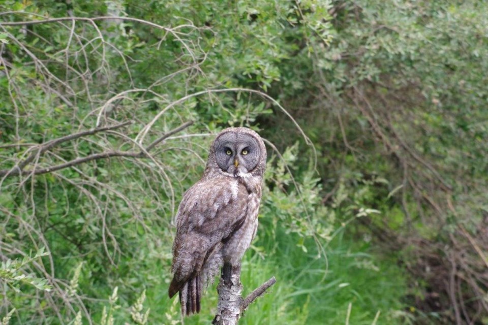 Great Grey Owl, Alberta's tallest owl species, July 6, east of Athabasca.