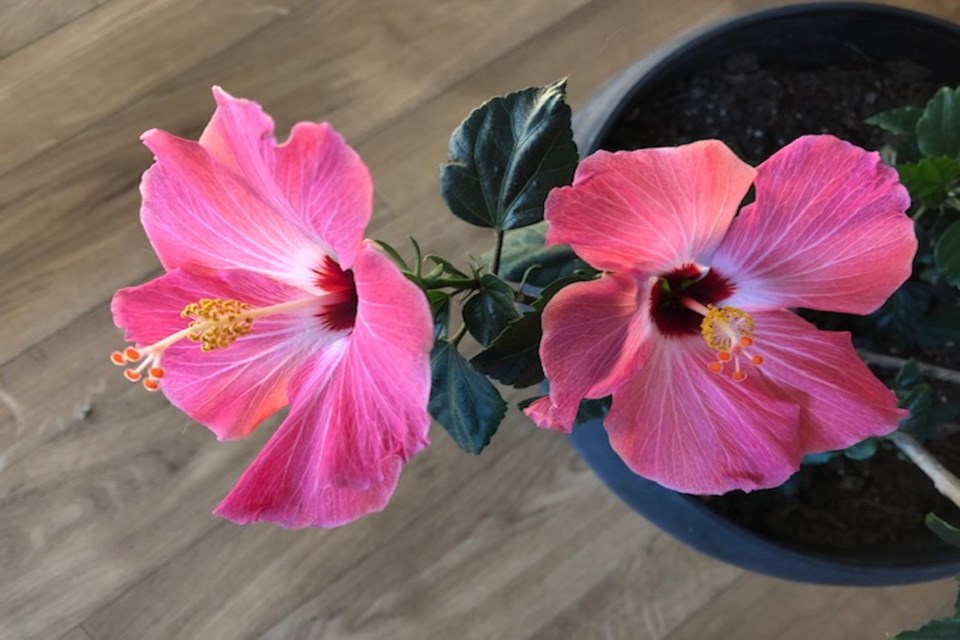 Hibiscus PI