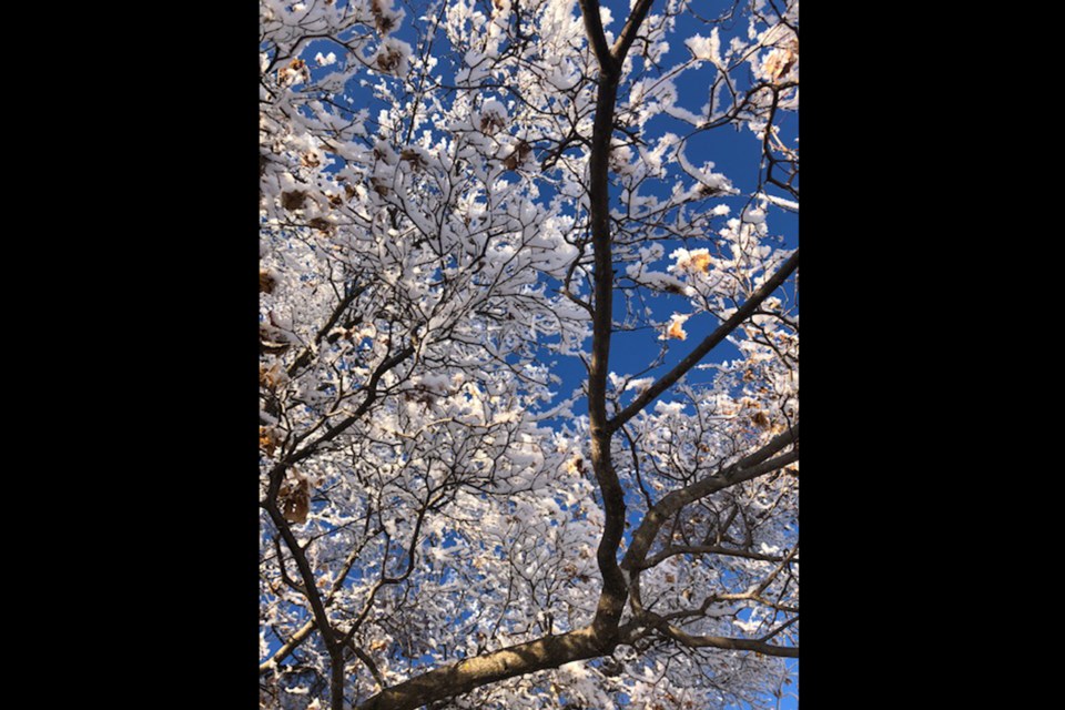Hoar Frost_03_PI