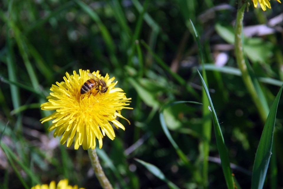 Honey bee Les Dunord