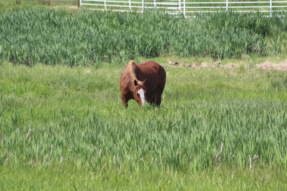 Horse Munches on Long Grass Near Junction of Highways 18 and 33