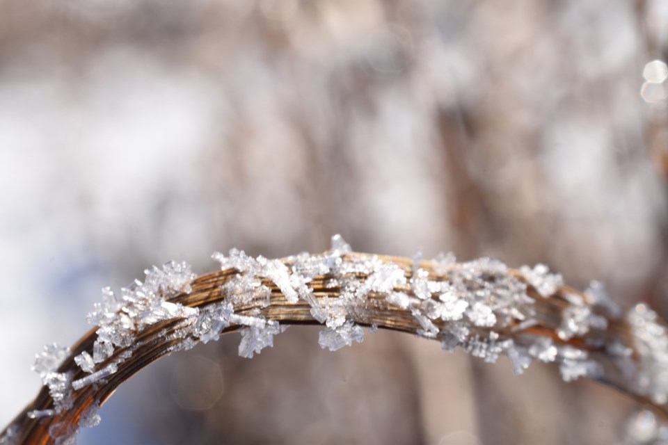 Ice crystals blade of grass fort assiniboine river