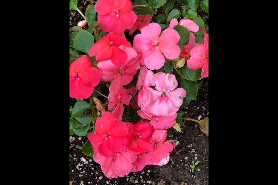 Impatiens